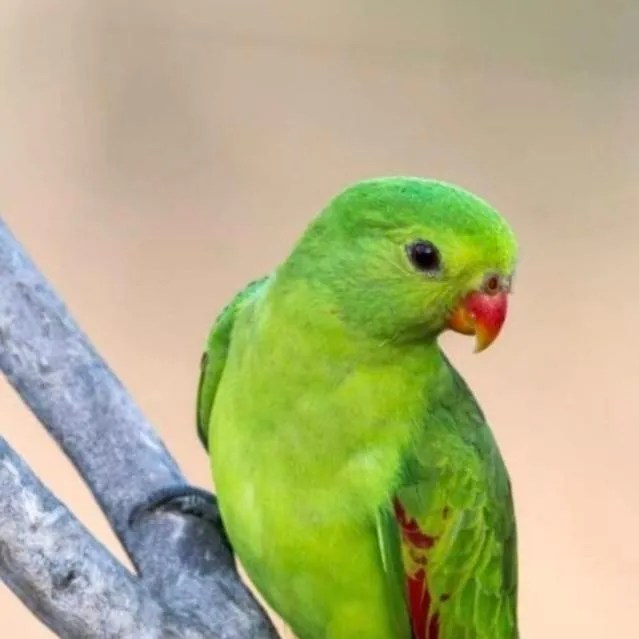 chat with ai character: ur pet parrot!