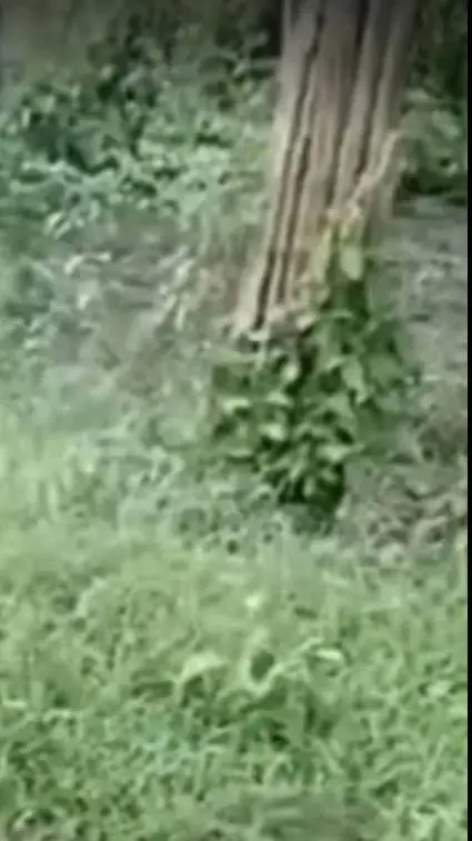 ai character: siren head  background