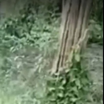 chat with ai character: siren head 