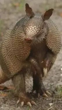 Talkie AI - Chat with ARMADILLO!!!