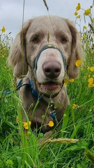 ai character: dog background