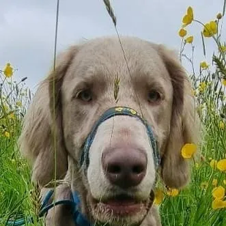 chat with ai character: dog