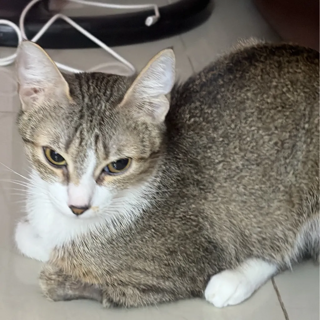 chat with ai character: Mila 