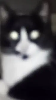 ai character: possessed cat background