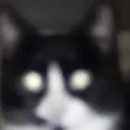 chat with ai character: possessed cat