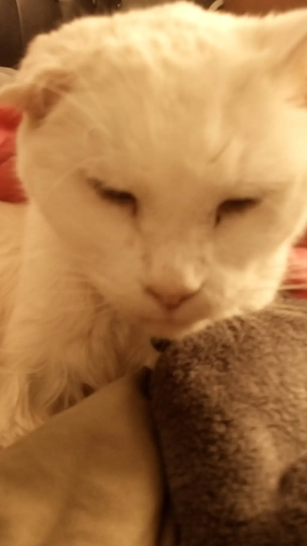 ai character: old cat  background