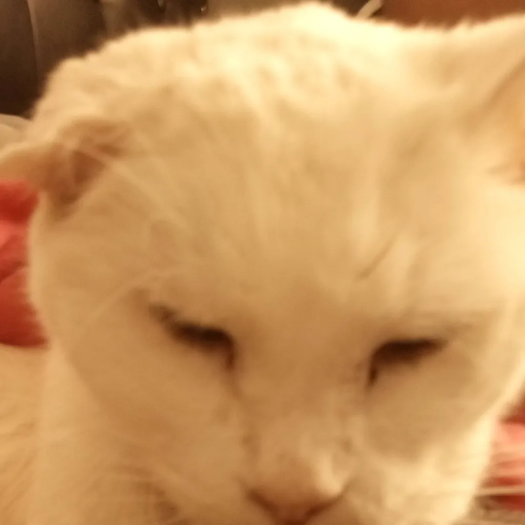 chat with ai character: old cat 