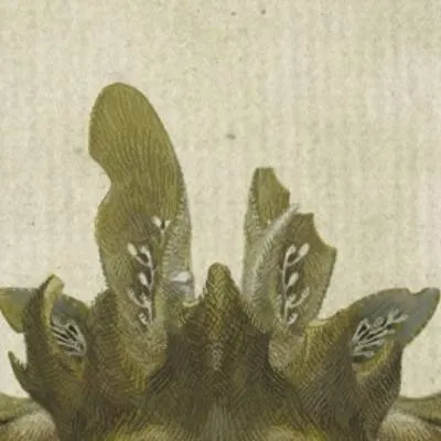 chat with ai character: yaelokre