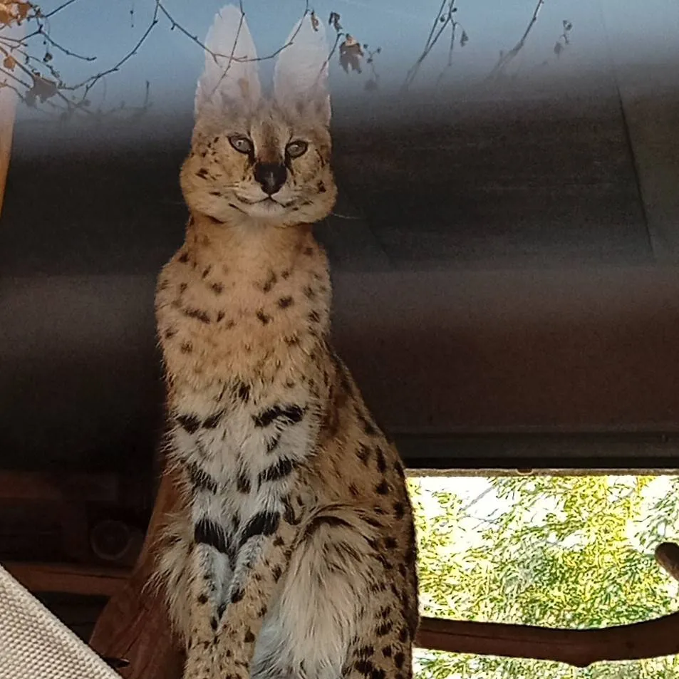 chat with ai character: leopard 