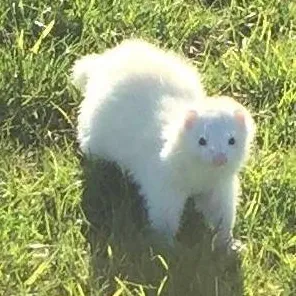 chat with ai character: Ferret