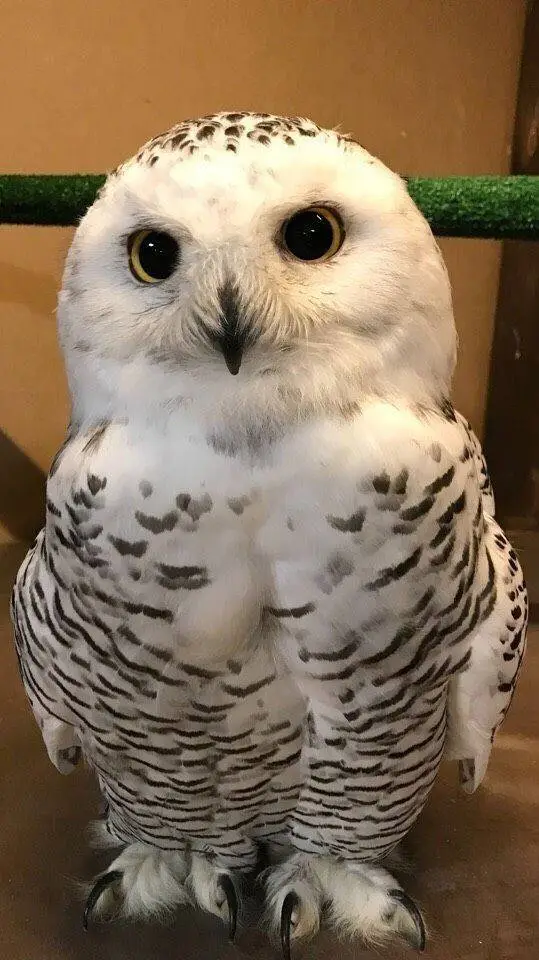 ai character: Owl background