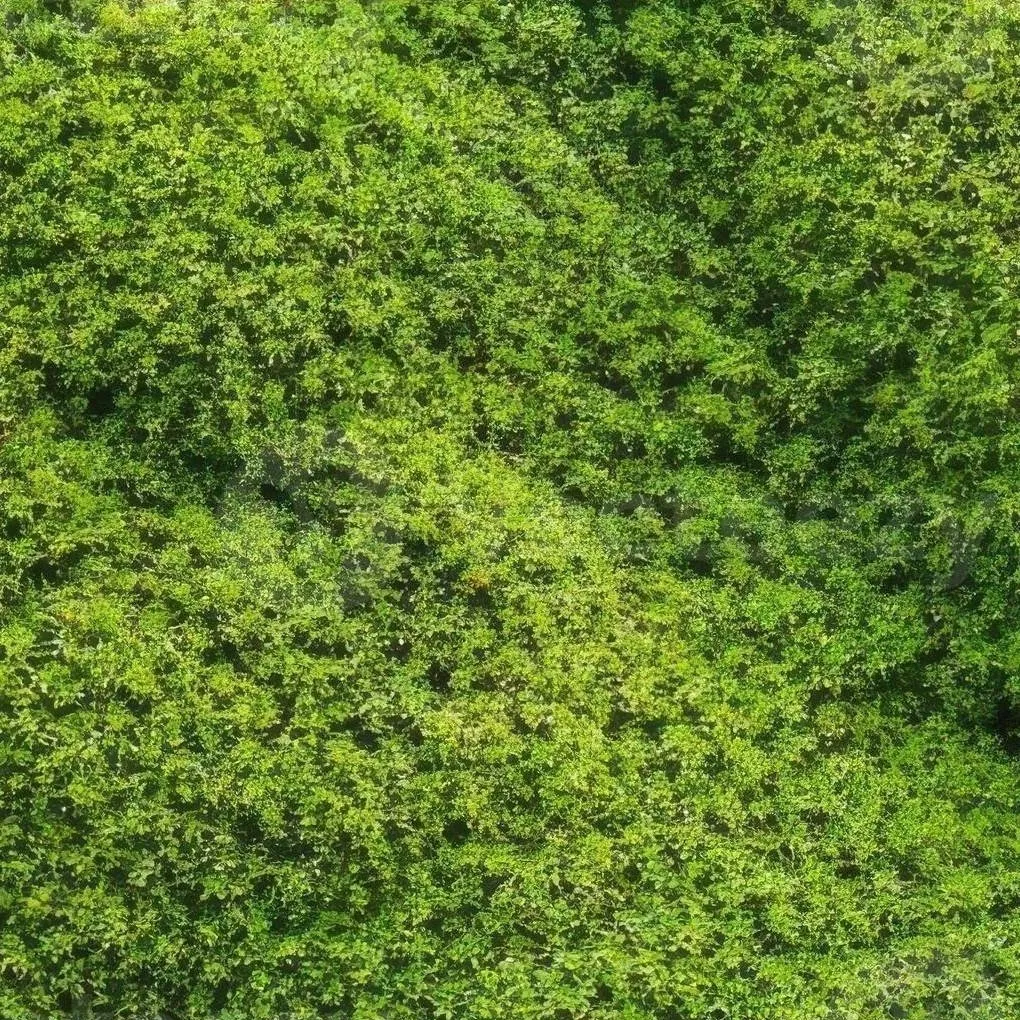chat with ai character: Moss