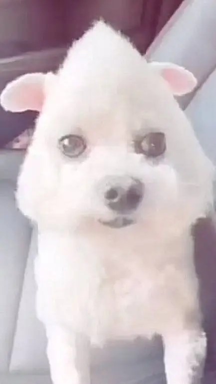 ai character: Weird dog background