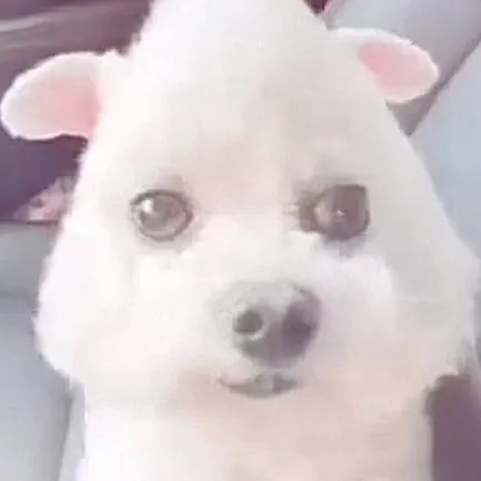 chat with ai character: Weird dog