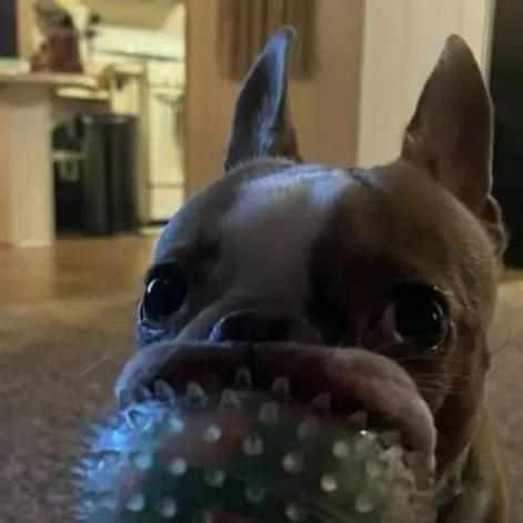 chat with ai character: tiny ugly dog
