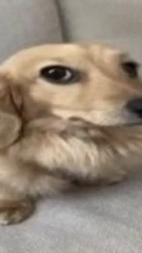 ai character: kai background