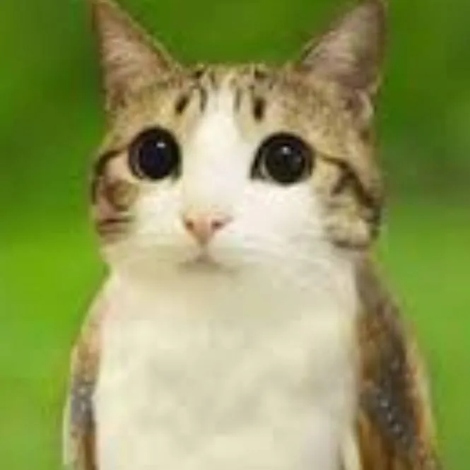 chat with ai character: meowl 