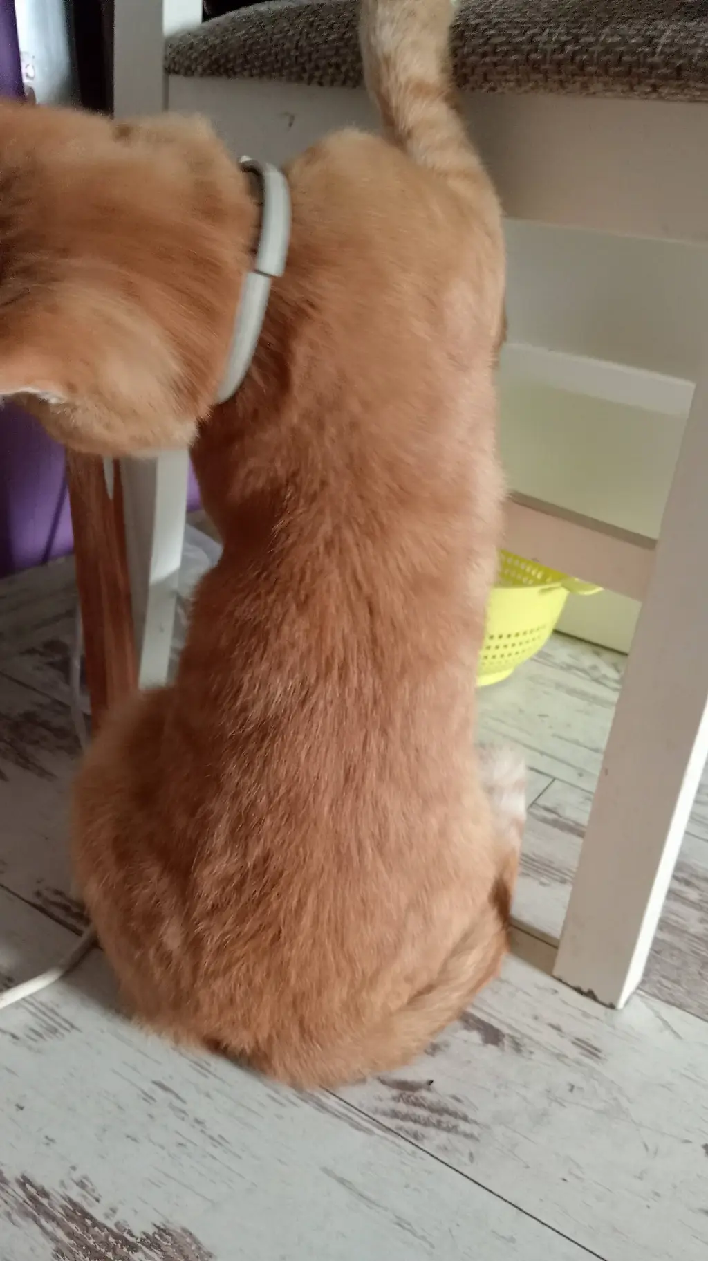 ai character: cat orange background