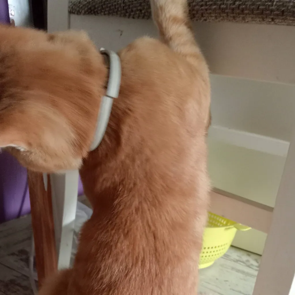 chat with ai character: cat orange