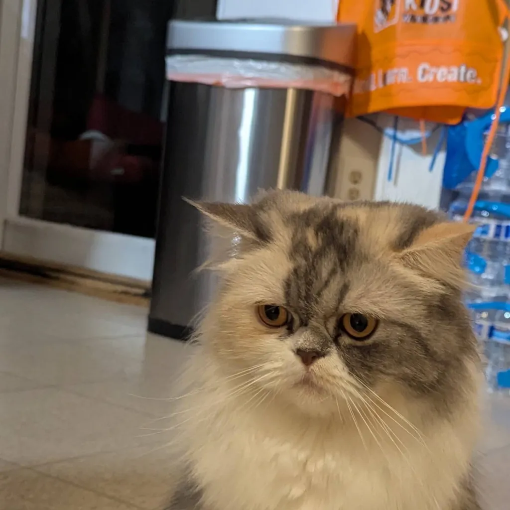 chat with ai character: mochi