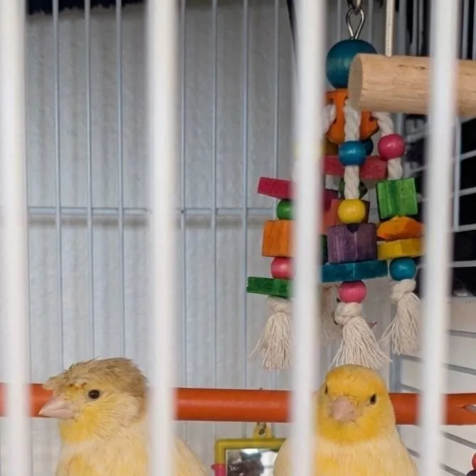 chat with ai character: Mango and lemon