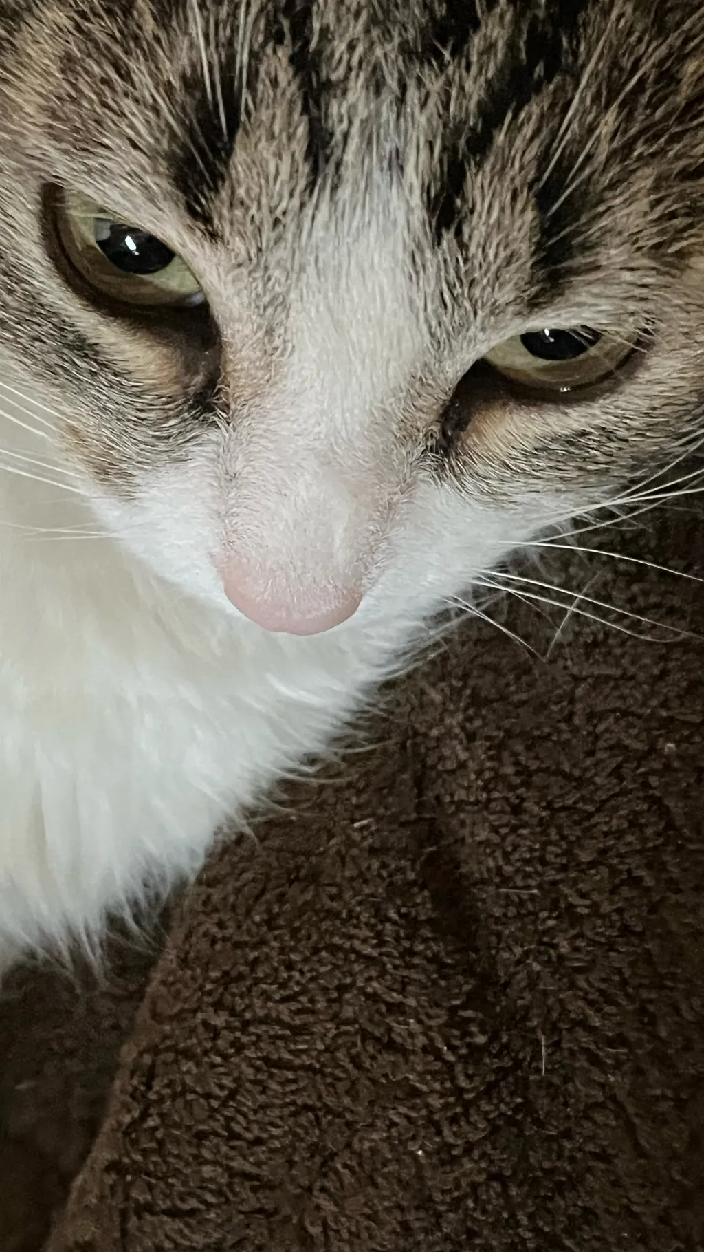ai character: My cat background