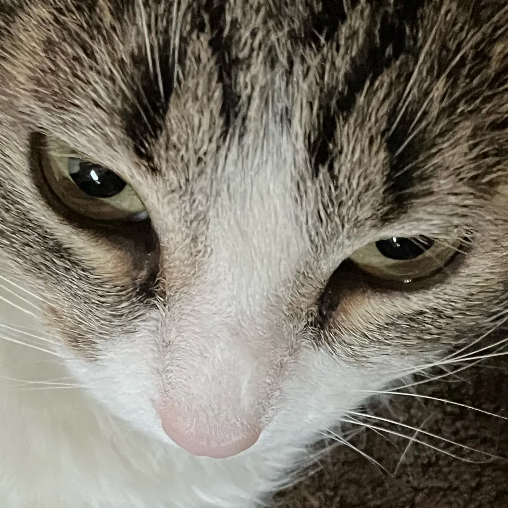 chat with ai character: My cat