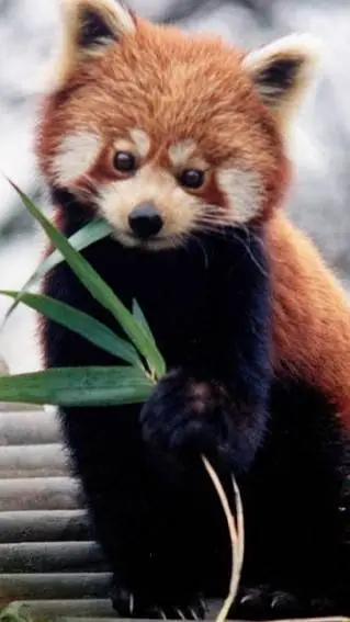 ai character: Red panda background