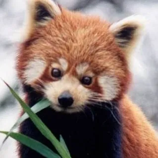 chat with ai character: Red panda