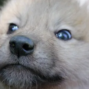 chat with ai character: Baby wolf ￼