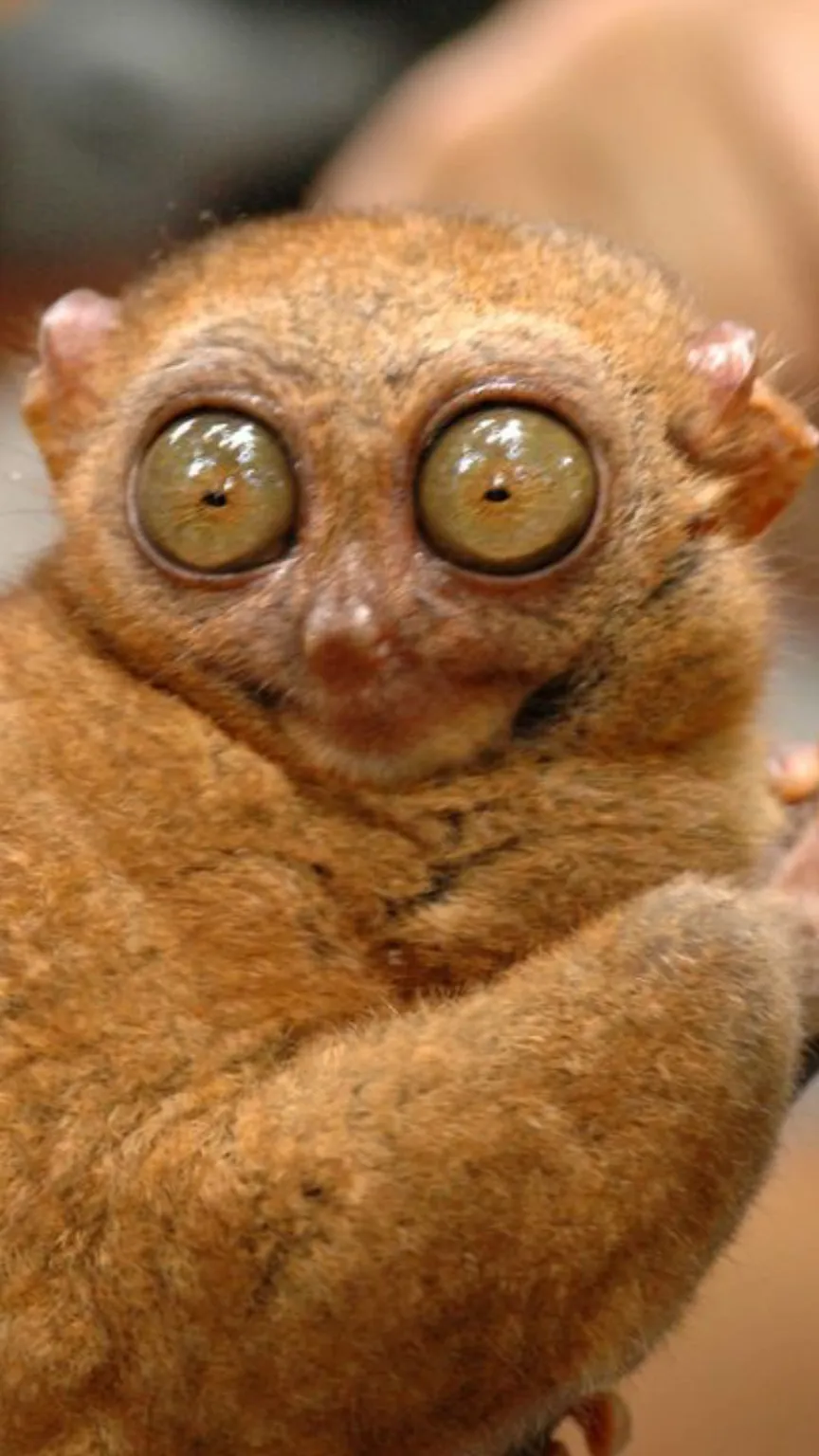 ai character: Forsaken pick mes background