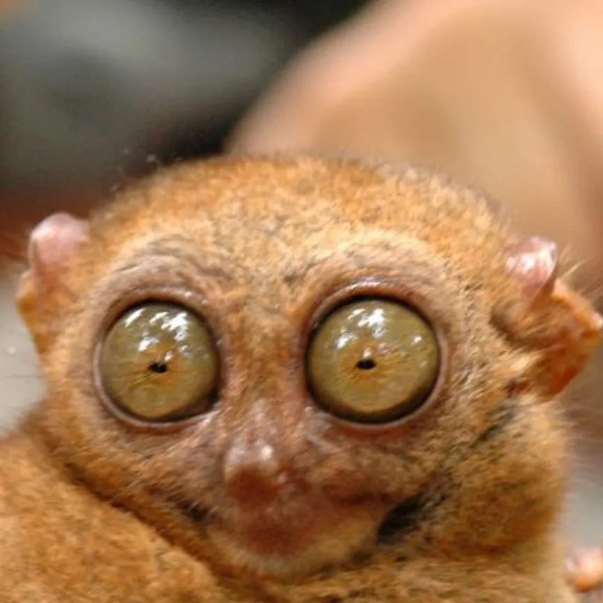 chat with ai character: Forsaken pick mes