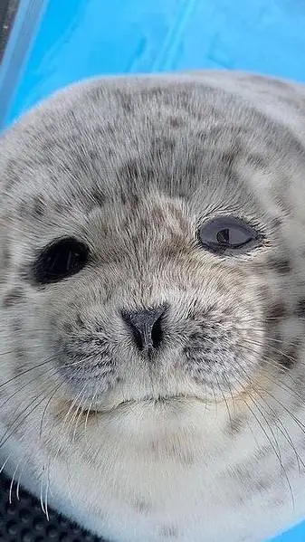 Talkie AI - Chat with ponsuke the seal