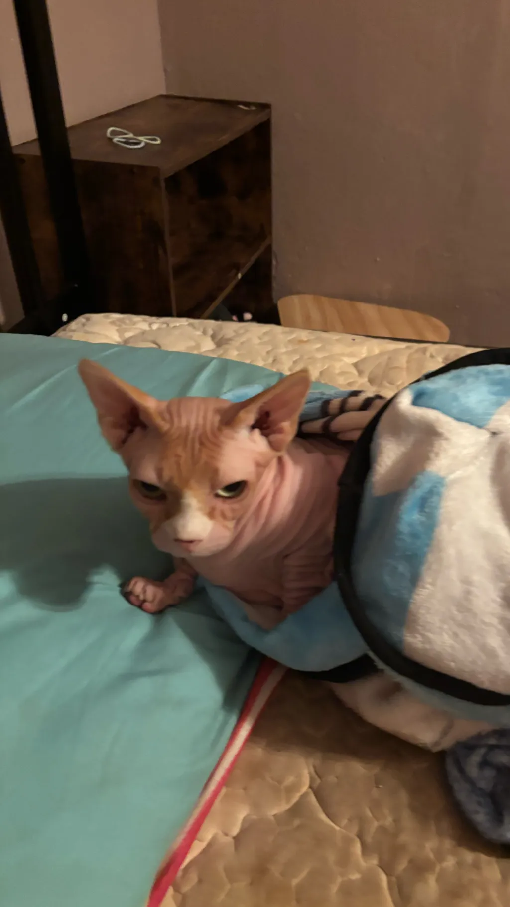 ai character: Will sick background