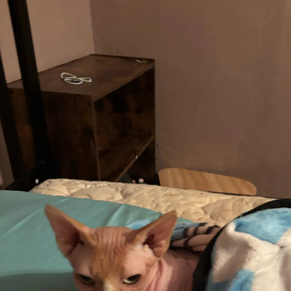 chat with ai character: Will sick