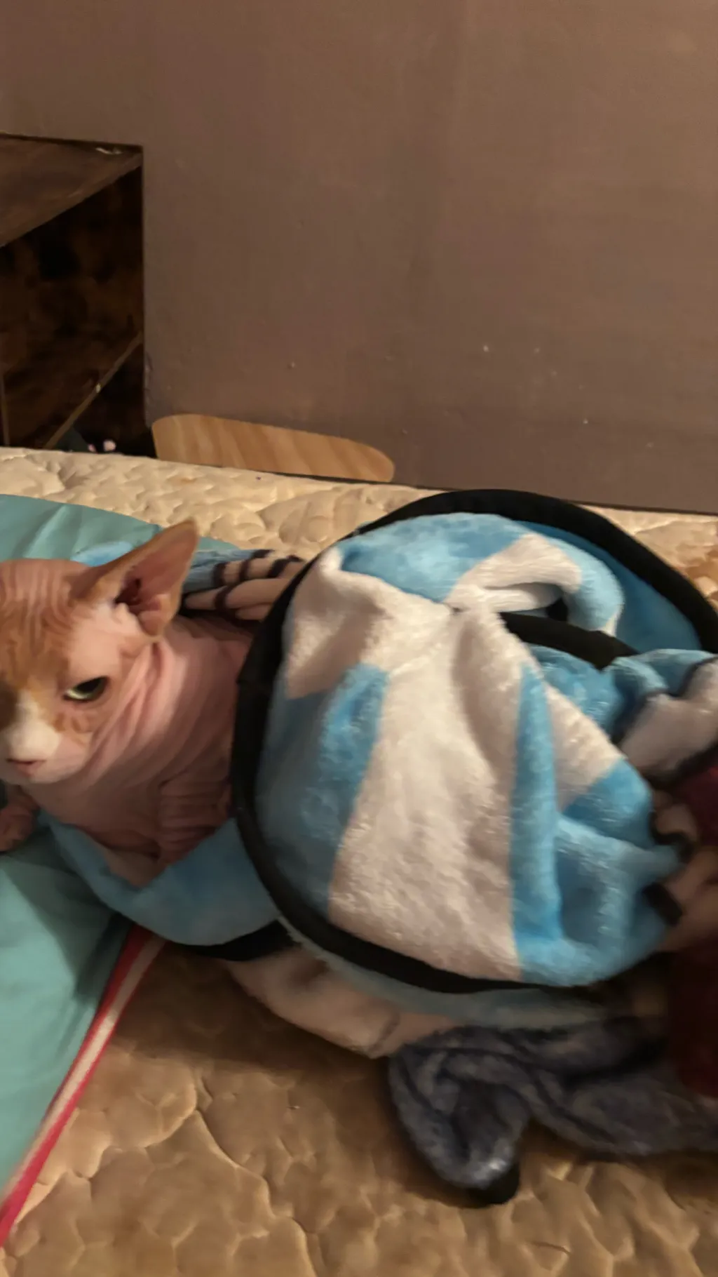 ai character: st cast background