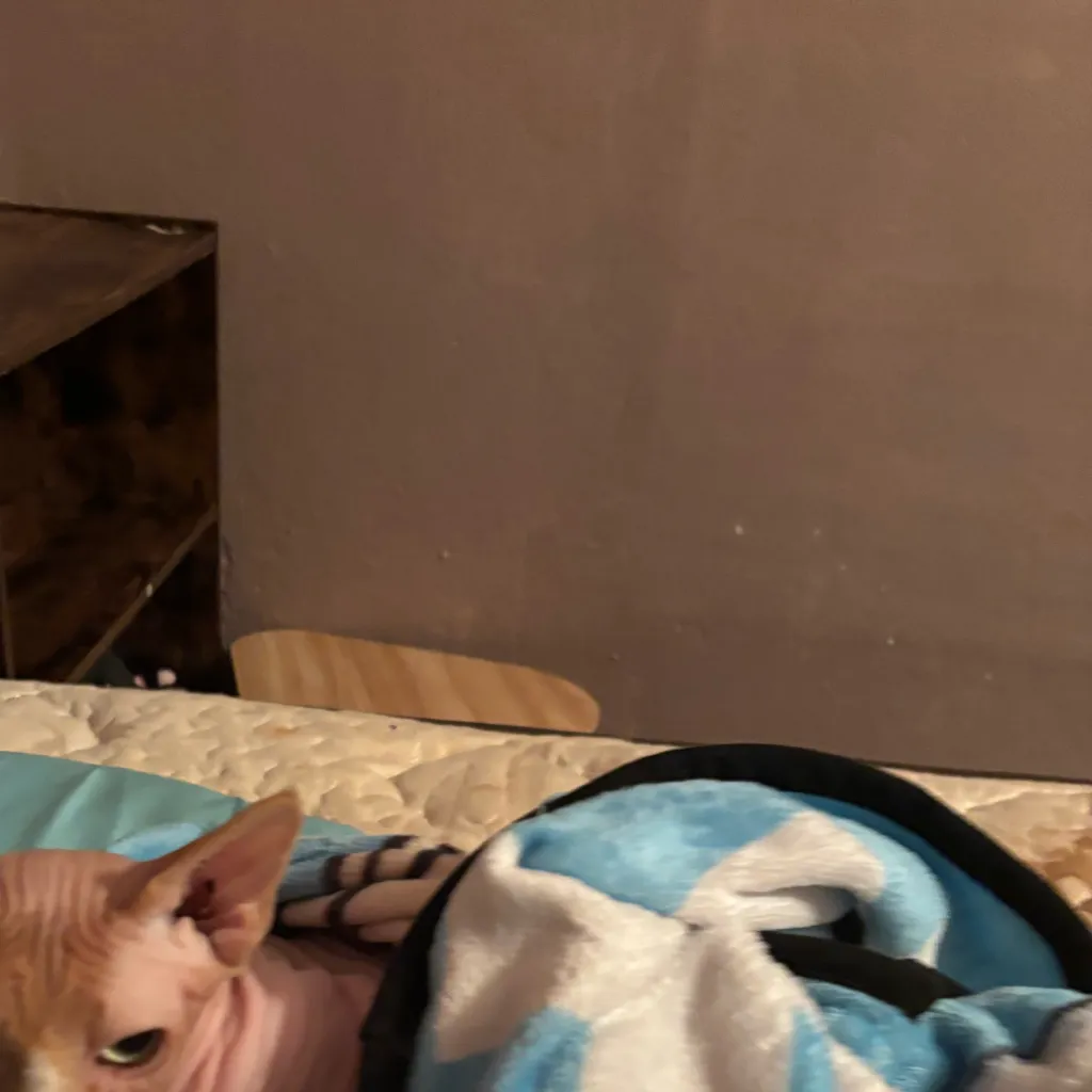 chat with ai character: st cast