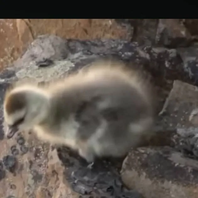 chat with ai character: Robertinho