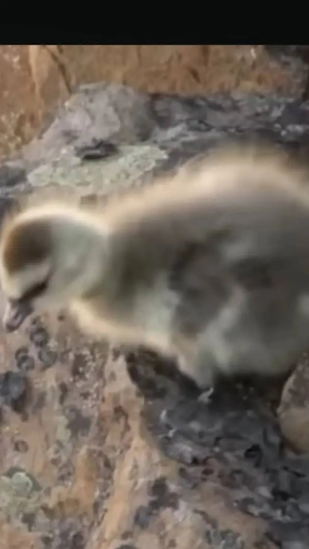 ai character: Robertinho background