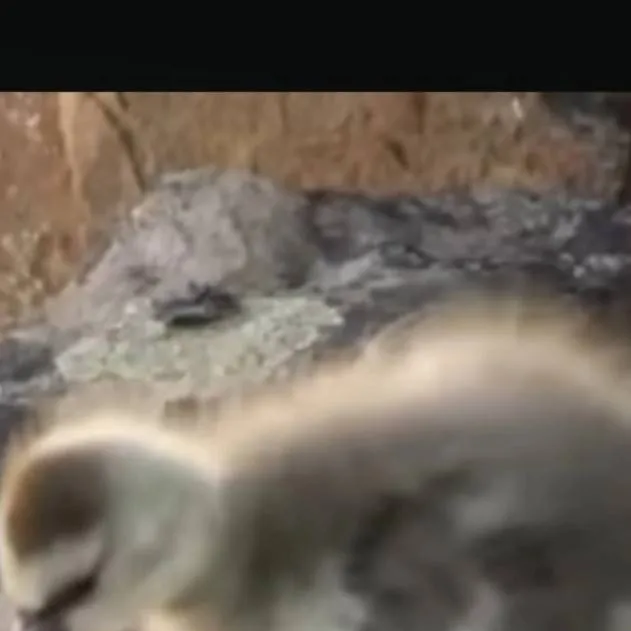 chat with ai character: Robertinho