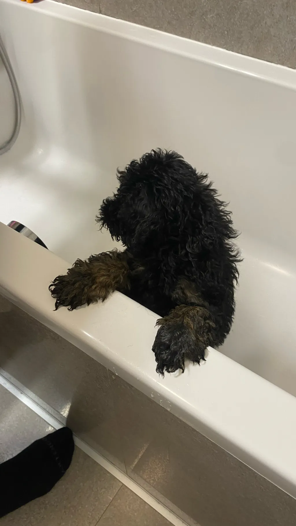 ai character: Snoppypoopy background