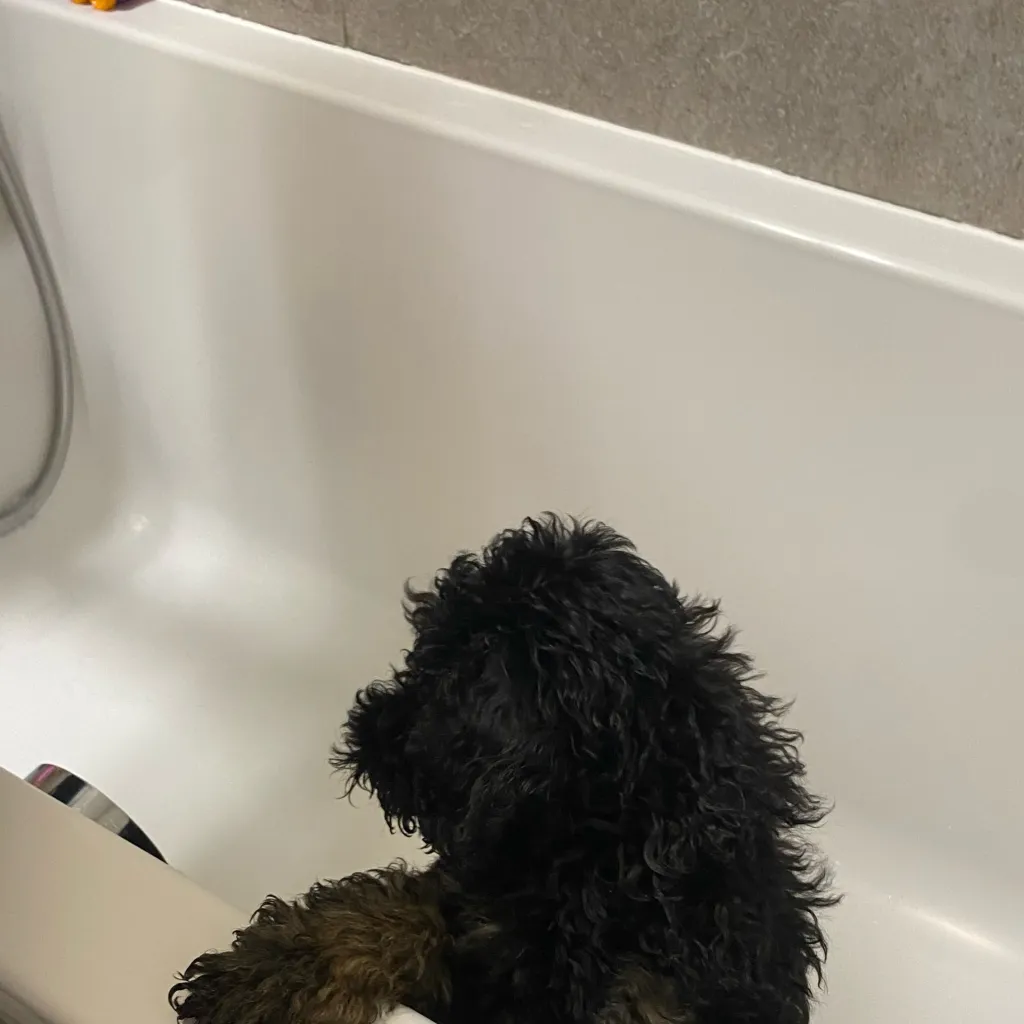 chat with ai character: Snoppypoopy