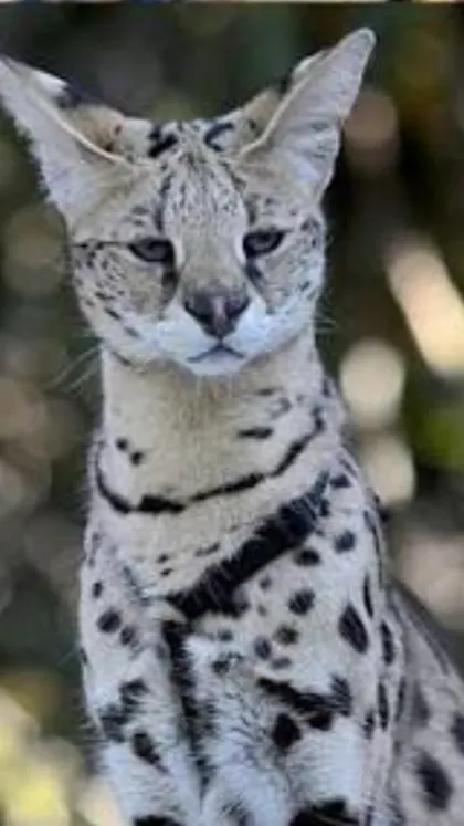 Talkie AI - Chat with Stela