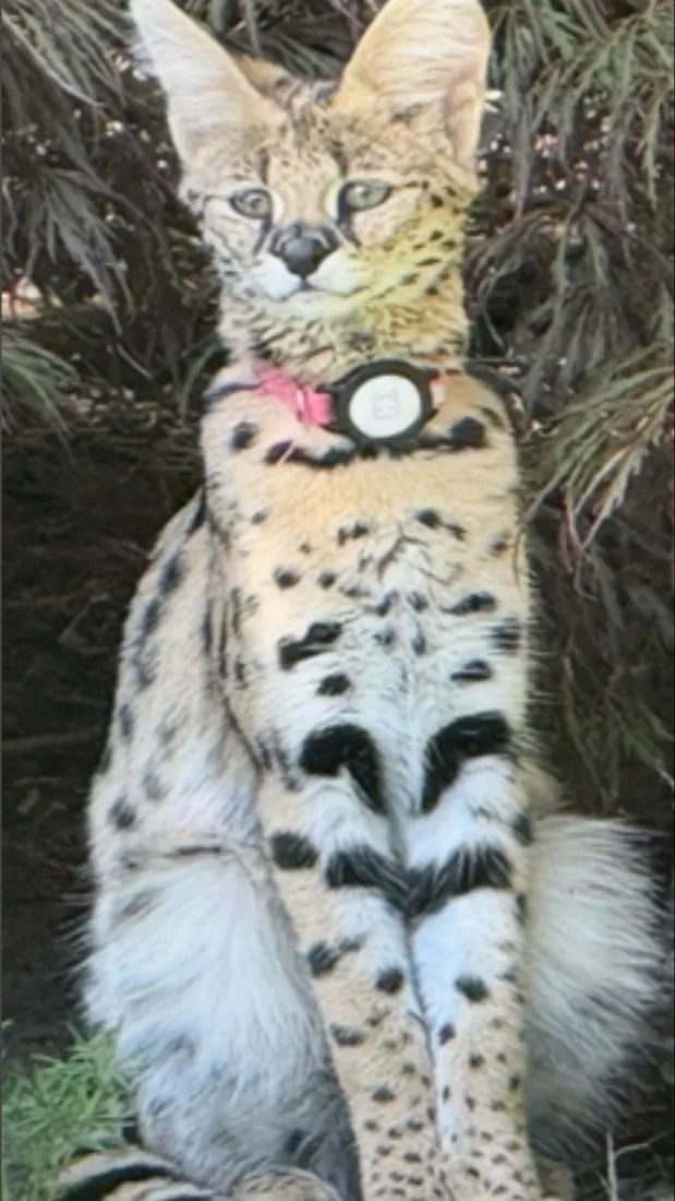 ai character: Stela as a baby background