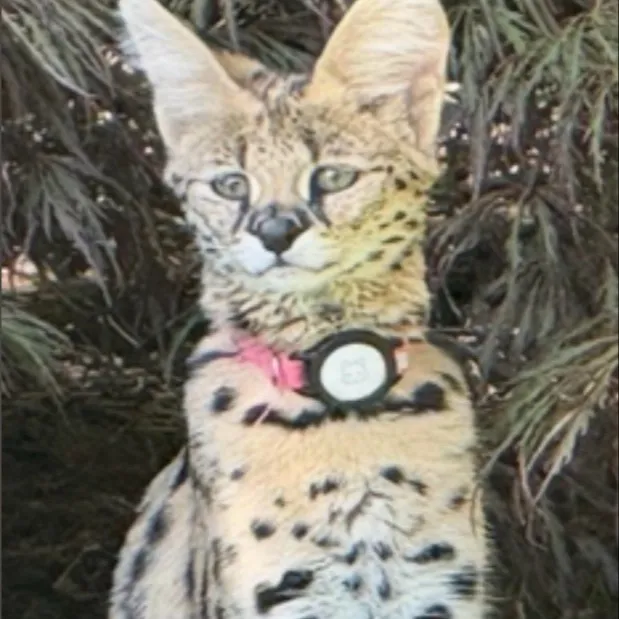 chat with ai character: Stela as a baby