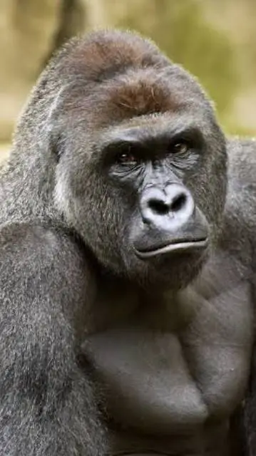 ai character: Harambe  background