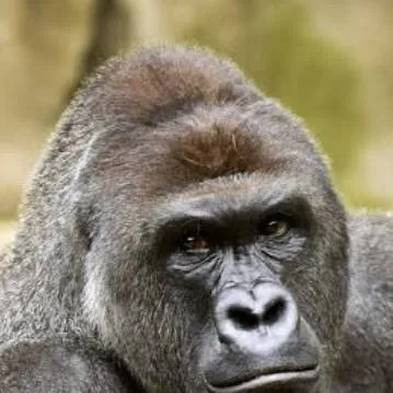 chat with ai character: Harambe 
