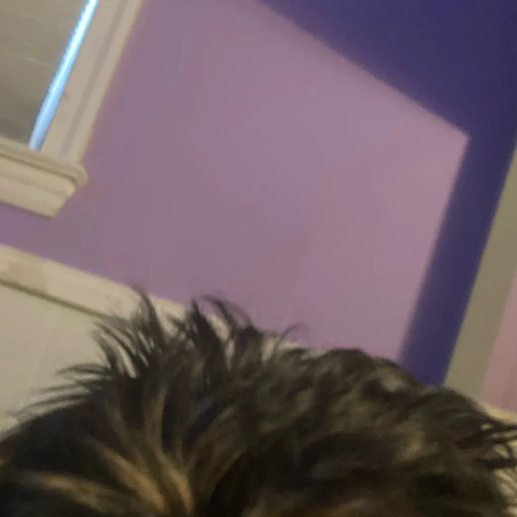 chat with ai character: Coco