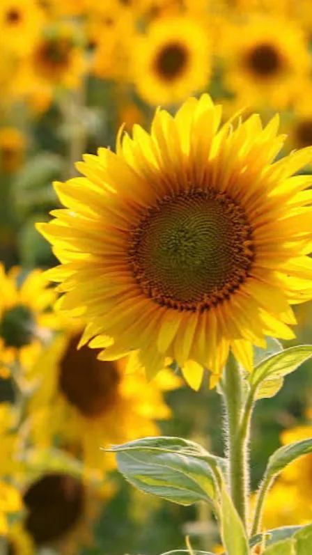 ai character: Demon slayer background