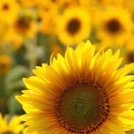 chat with ai character: Demon slayer